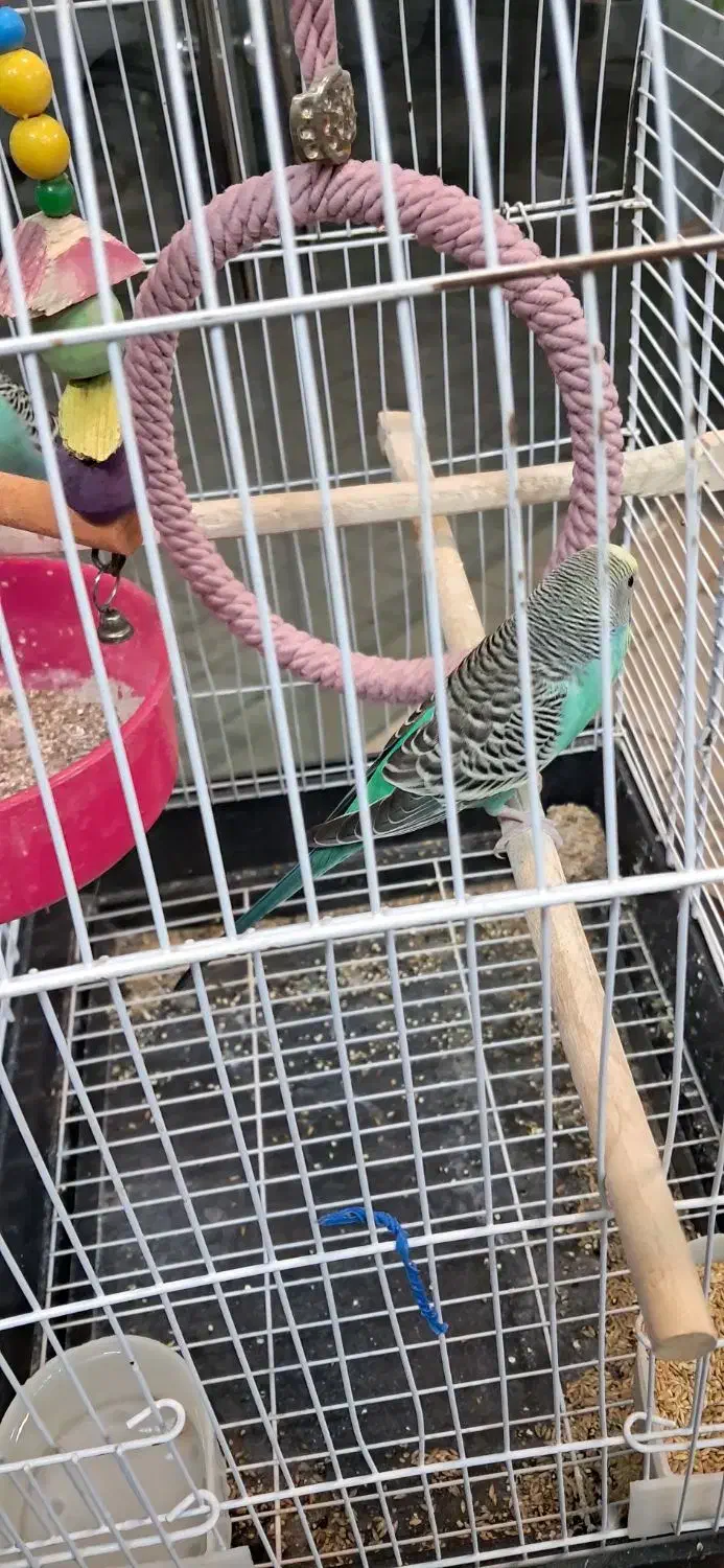 مرغ عشق|پرنده|مشهد, موسوی قوچانی|دیوار