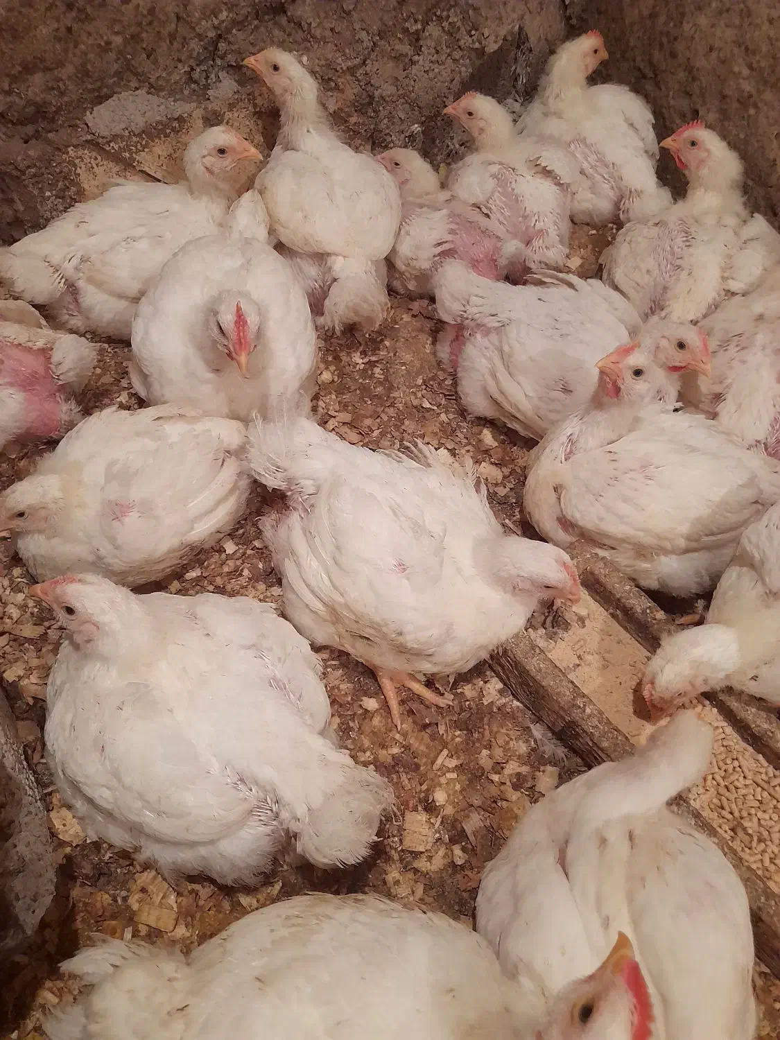 مرغ گوشتی|حیوانات مزرعه|شفت, |دیوار