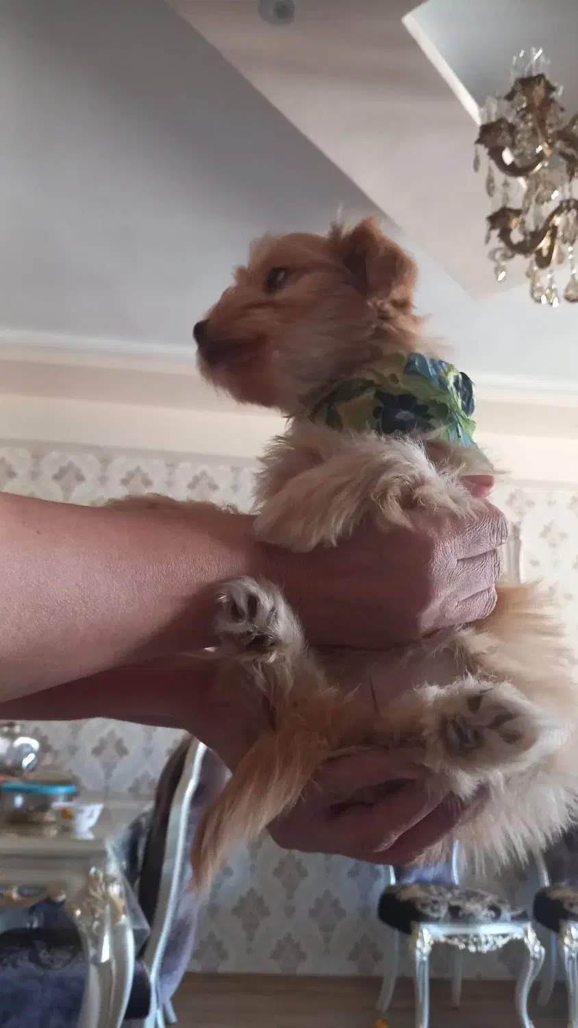 سگ شیتزو پامر|سگ|تبریز, |دیوار