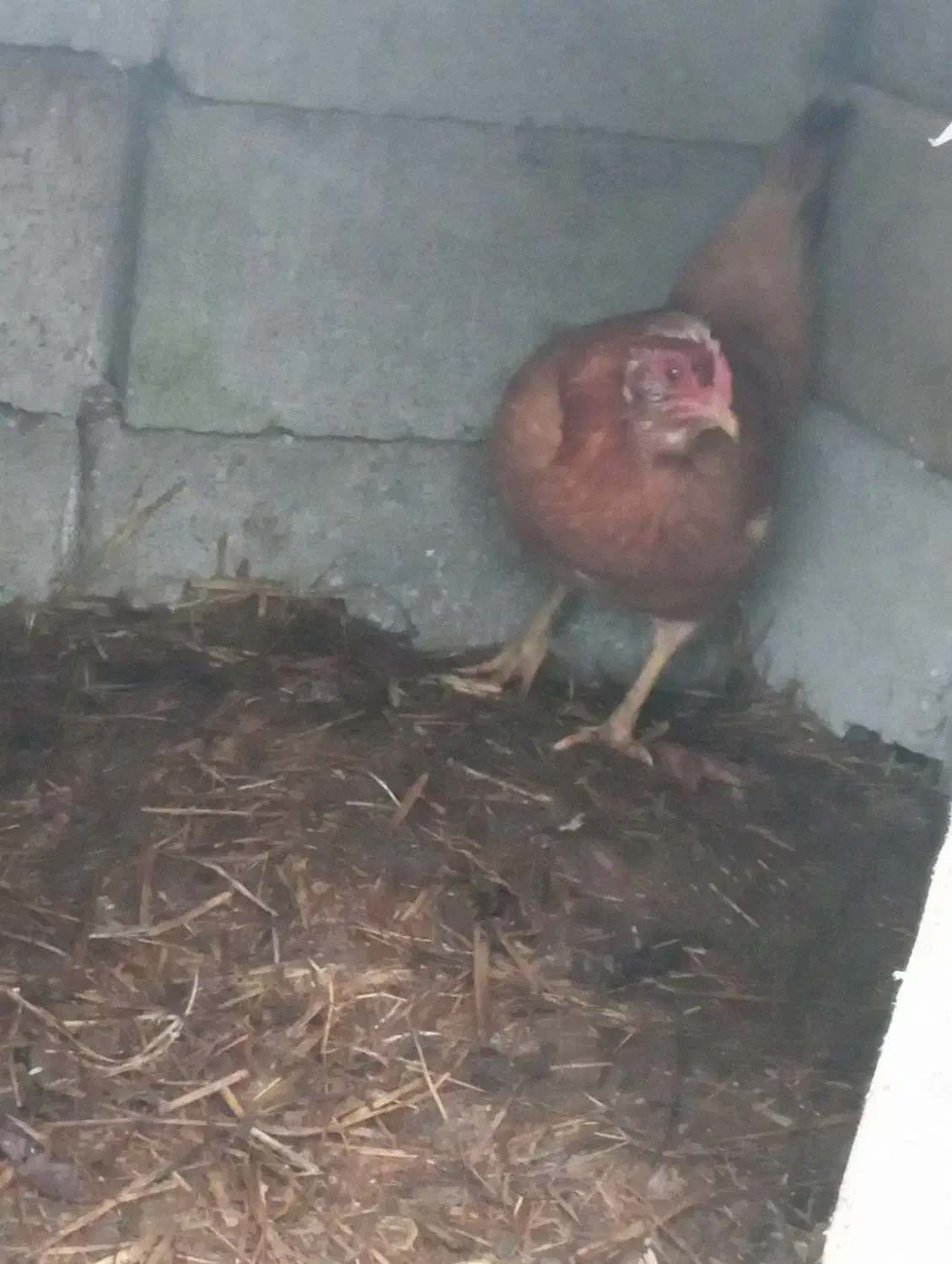 مرغ  کاکلی|حیوانات مزرعه|تالش, طولارود|دیوار