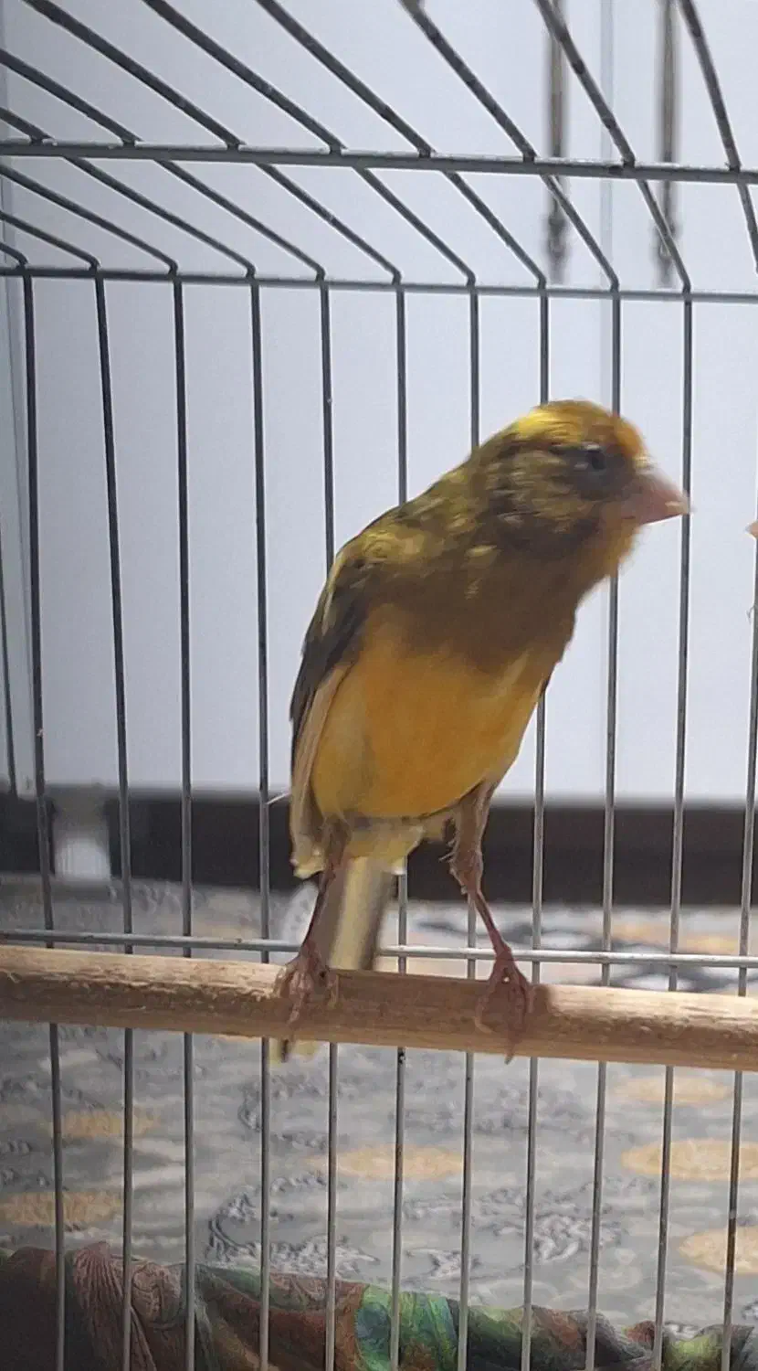 قناری|پرنده|قره کهریز, |دیوار