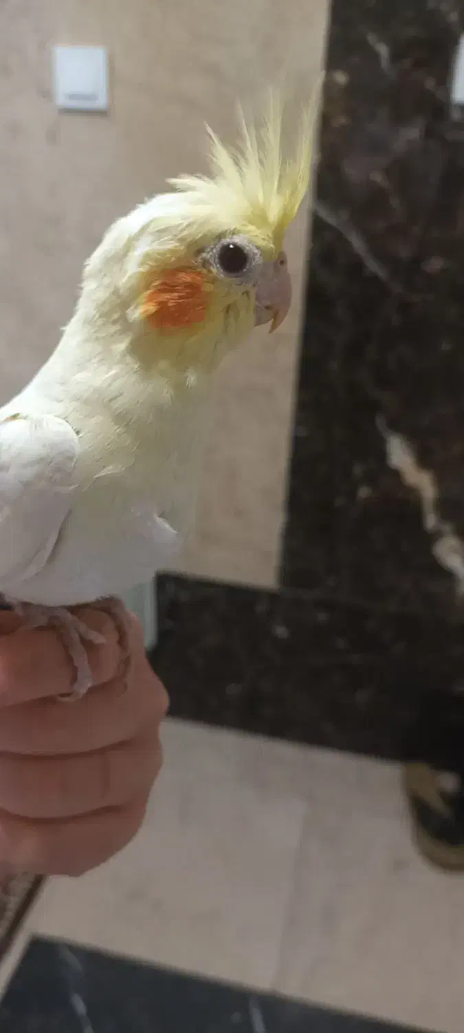 پرنده|پرنده|تهران, جوادیه|دیوار