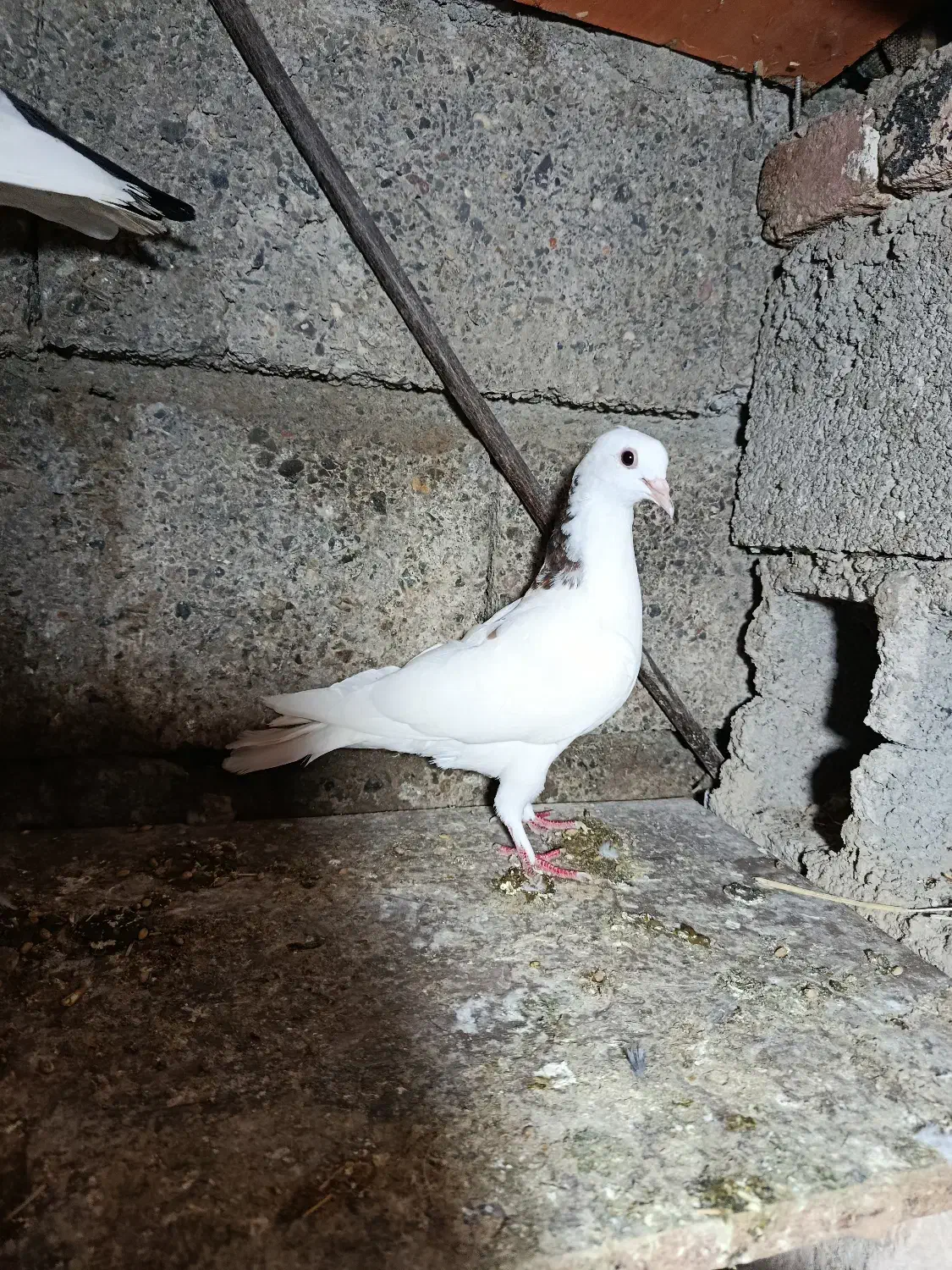 کبوتر پرشی|پرنده|پارسآباد, |دیوار