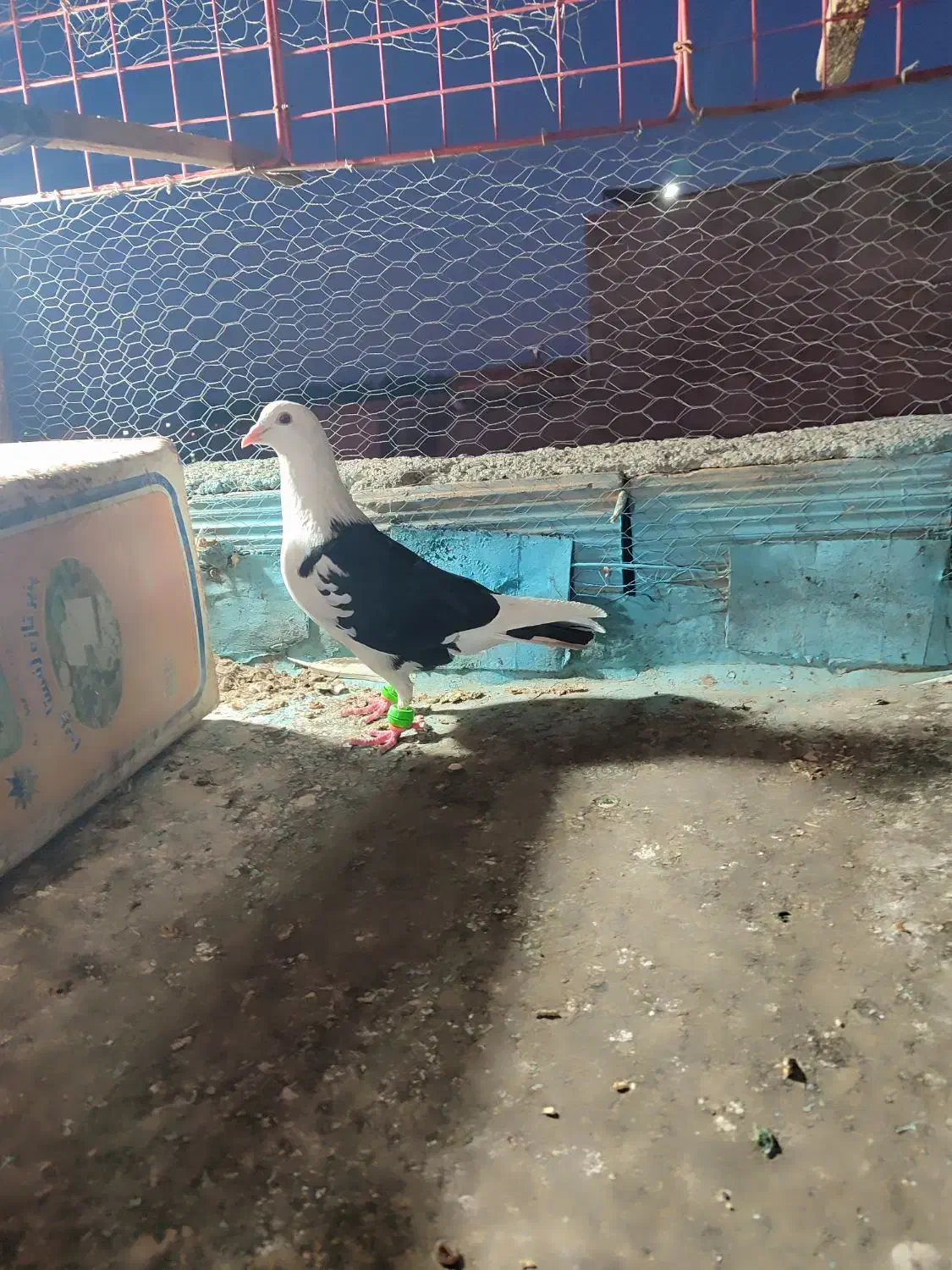 ماده|پرنده|نیشابور, رحمت آباد|دیوار