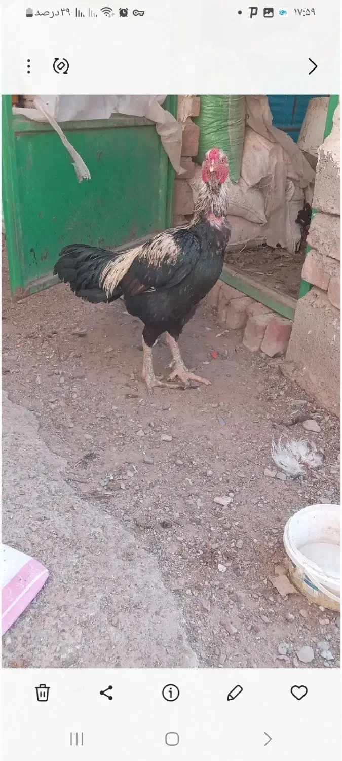 خروس|پرنده|درمیان, |دیوار