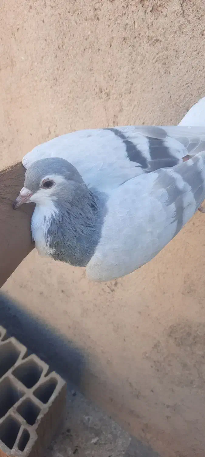 دوتا ماده خوشکل دم سفید ساده دورنگ|پرنده|مشهد, شهید آوینی|دیوار