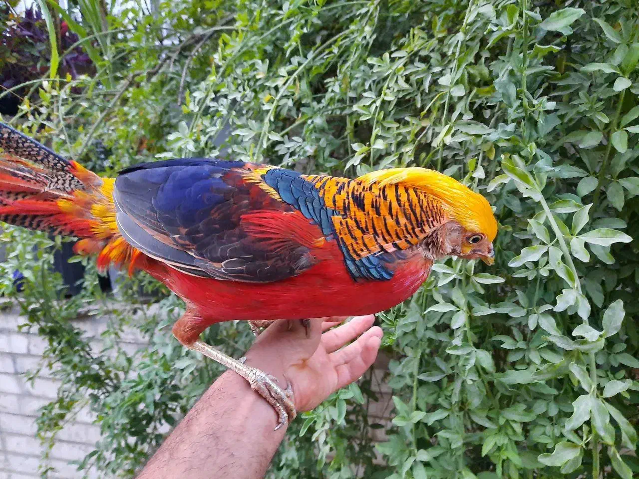 پرنده امریکایی و طاووس زینتی بلژیکی|پرنده|تهران, صادقیه|دیوار