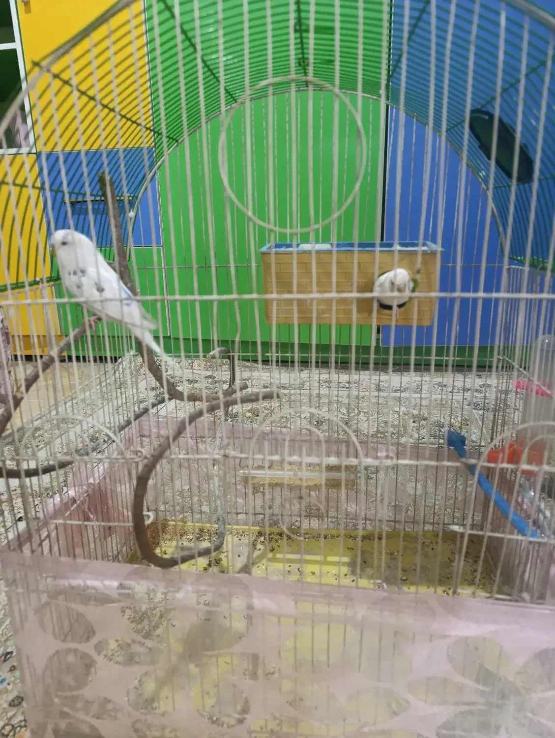 مرغ عشق|پرنده|رباط‌کریم, الارد|دیوار