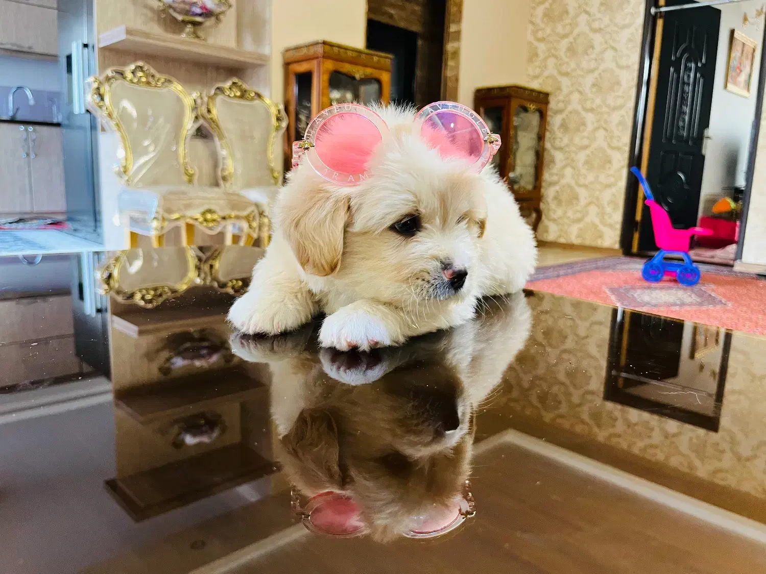 سگ پودل کراس ۲ ماهه|سگ|اردبیل, |دیوار