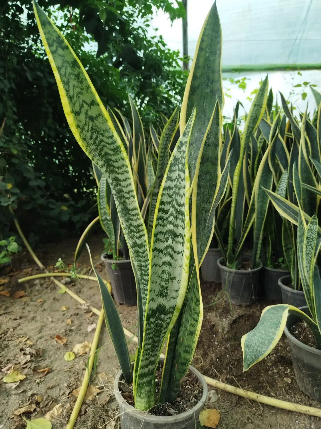 سانسوریا شمشیری|گل و گیاه طبیعی|رشت, حمیدیان|دیوار