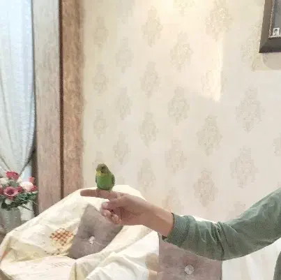 مرغ عشق|پرنده|برخوار, |دیوار