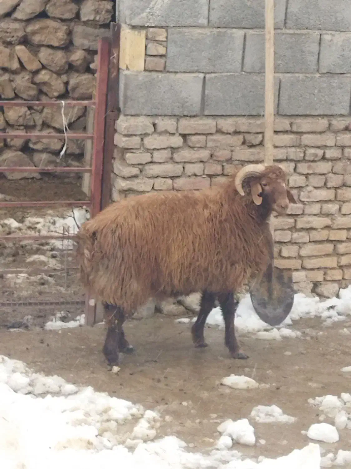 بره تخمی|حیوانات مزرعه|بلداجی, |دیوار