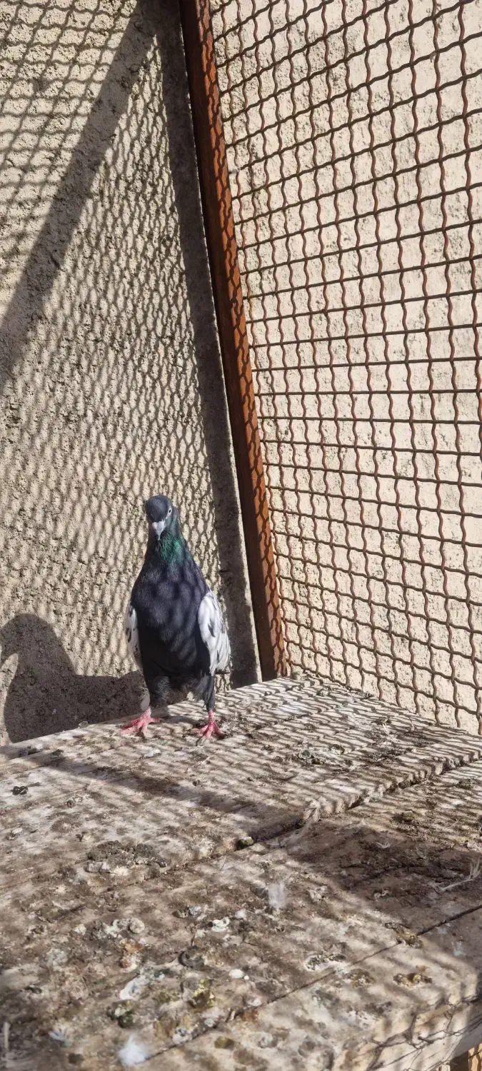 کبوتر|حیوانات|خرمدره, |دیوار