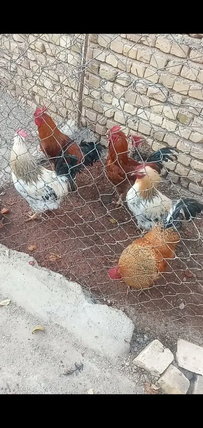 خروس فروشی محلی|حیوانات مزرعه|تاکستان, |دیوار