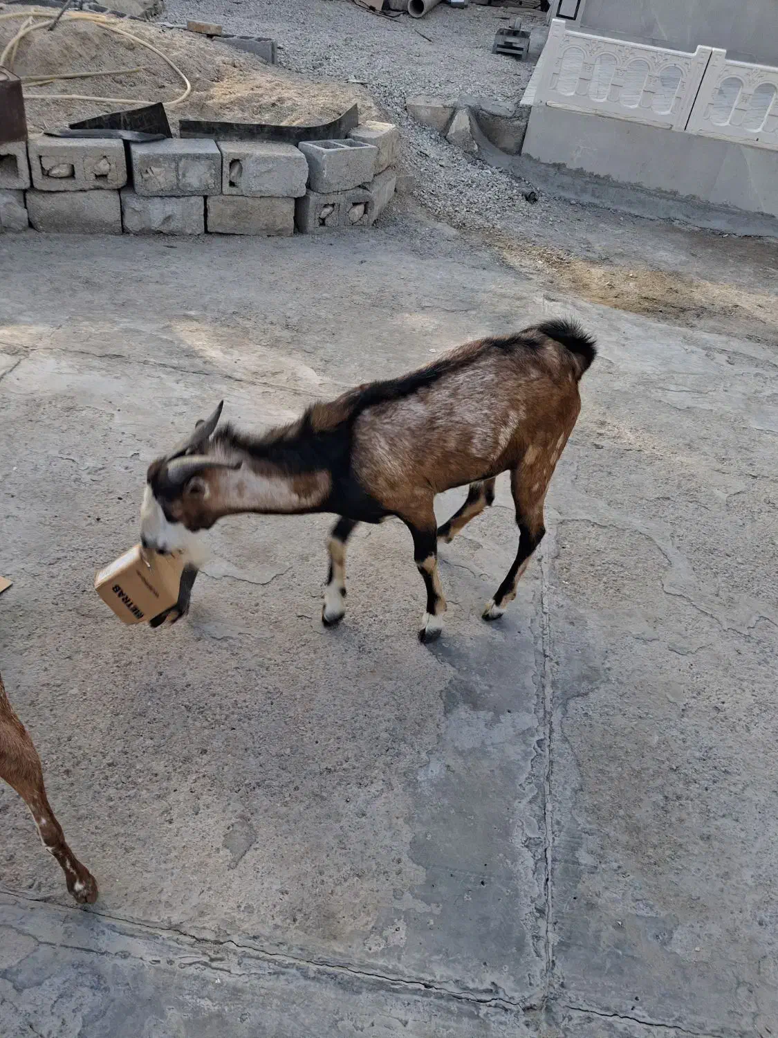 نری داشتی ذات دوکهری|حیوانات مزرعه|بندرعباس, |دیوار