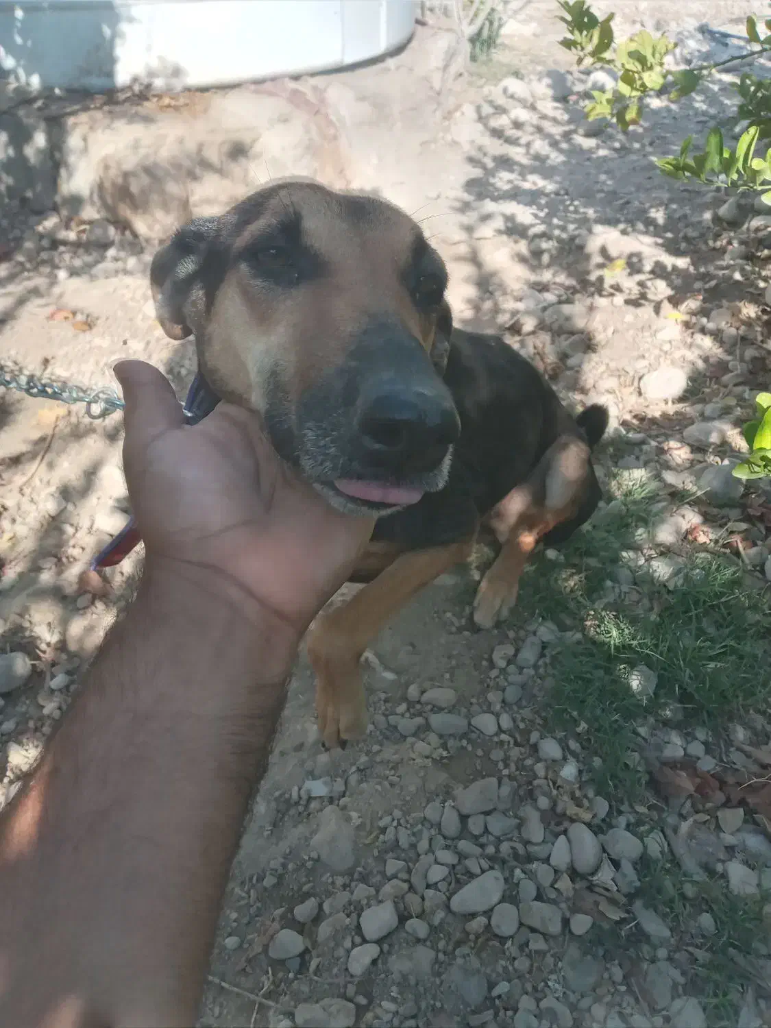 سگ جهت کشش|سگ|بندرعباس, |دیوار