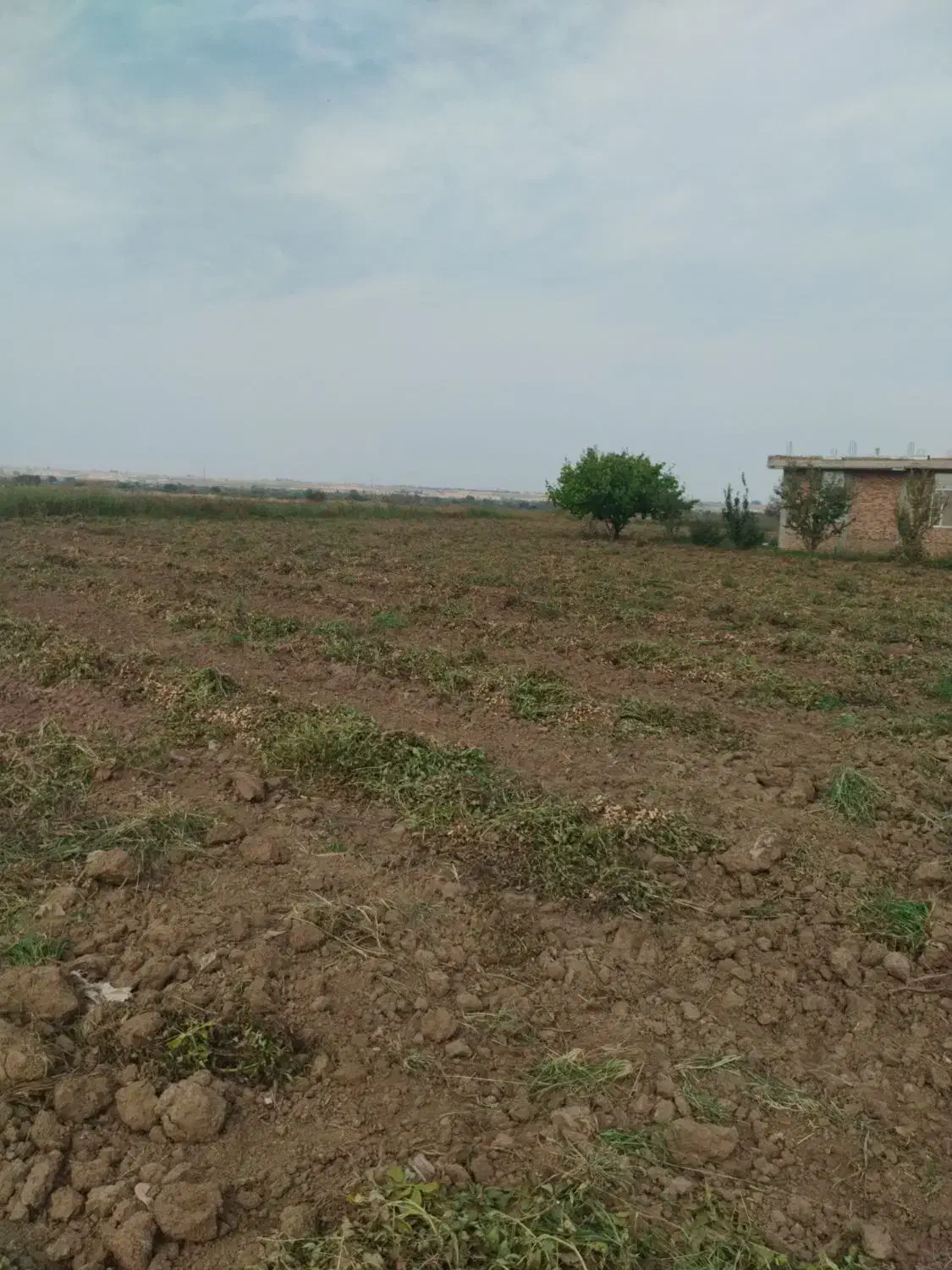 بادام زمینی|عمده‌فروشی|اسلام آباد, |دیوار