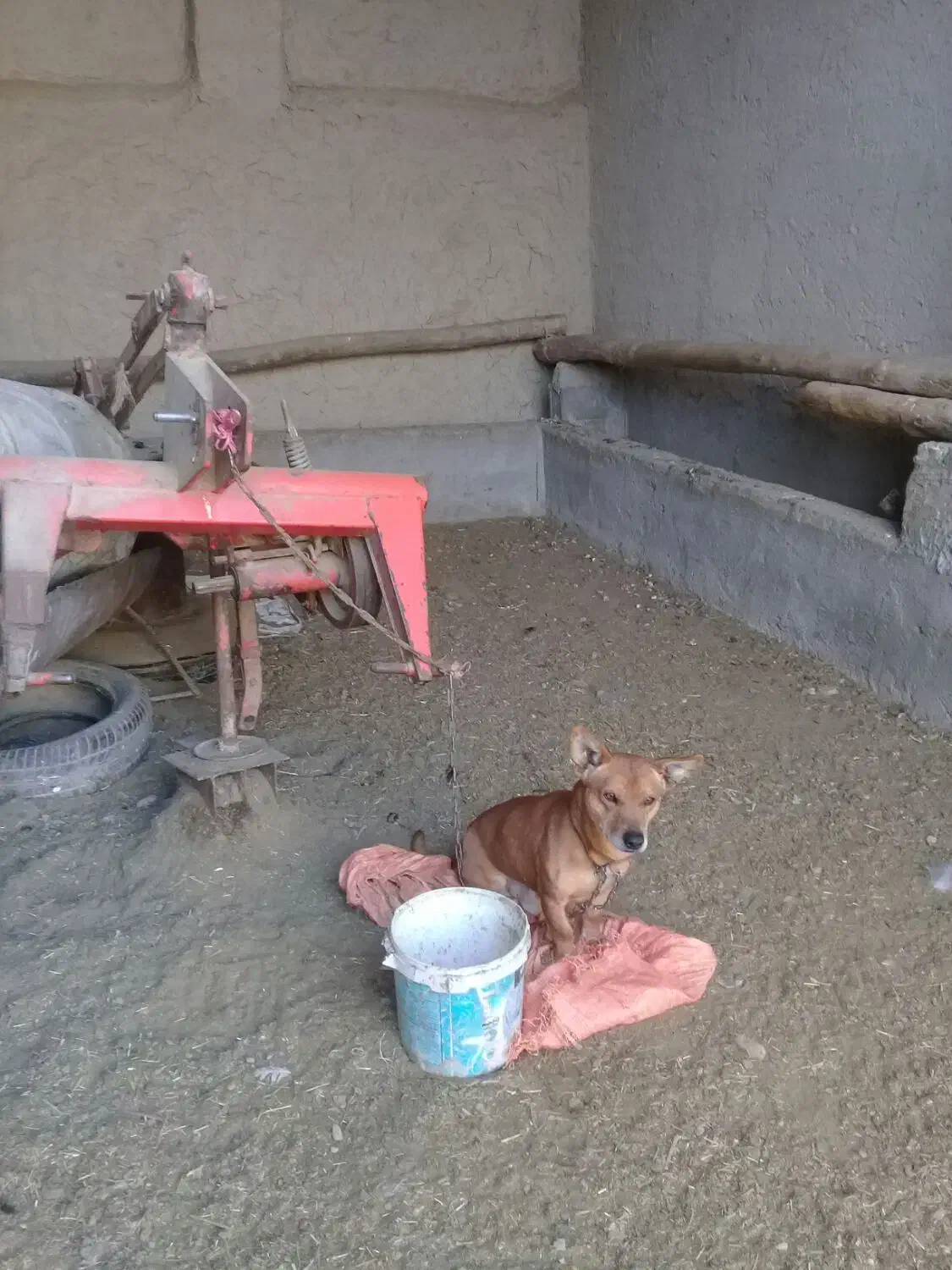 سگ پاکوتا|سگ|شیروان (خراسان), |دیوار