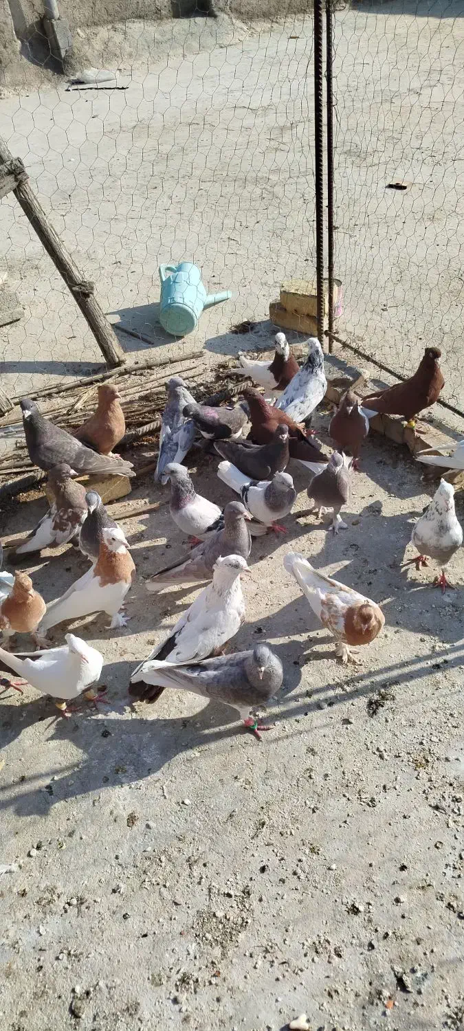کبوتر|پرنده|شیراز, کفترک|دیوار