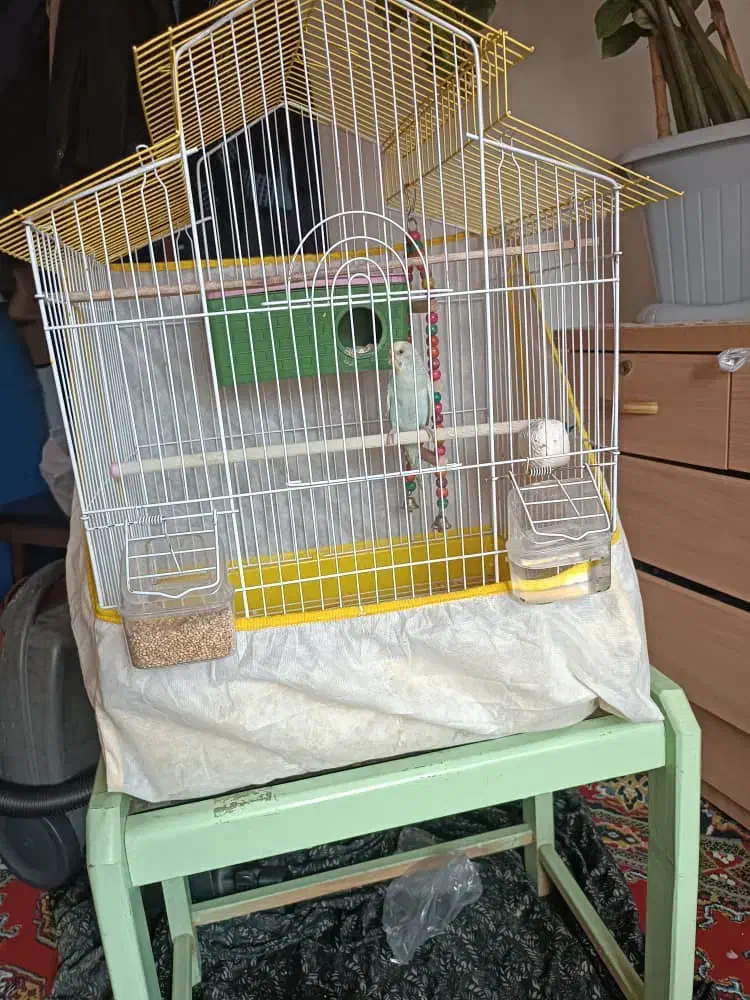 مرغ عشق ماده|پرنده|کیاشهر, |دیوار