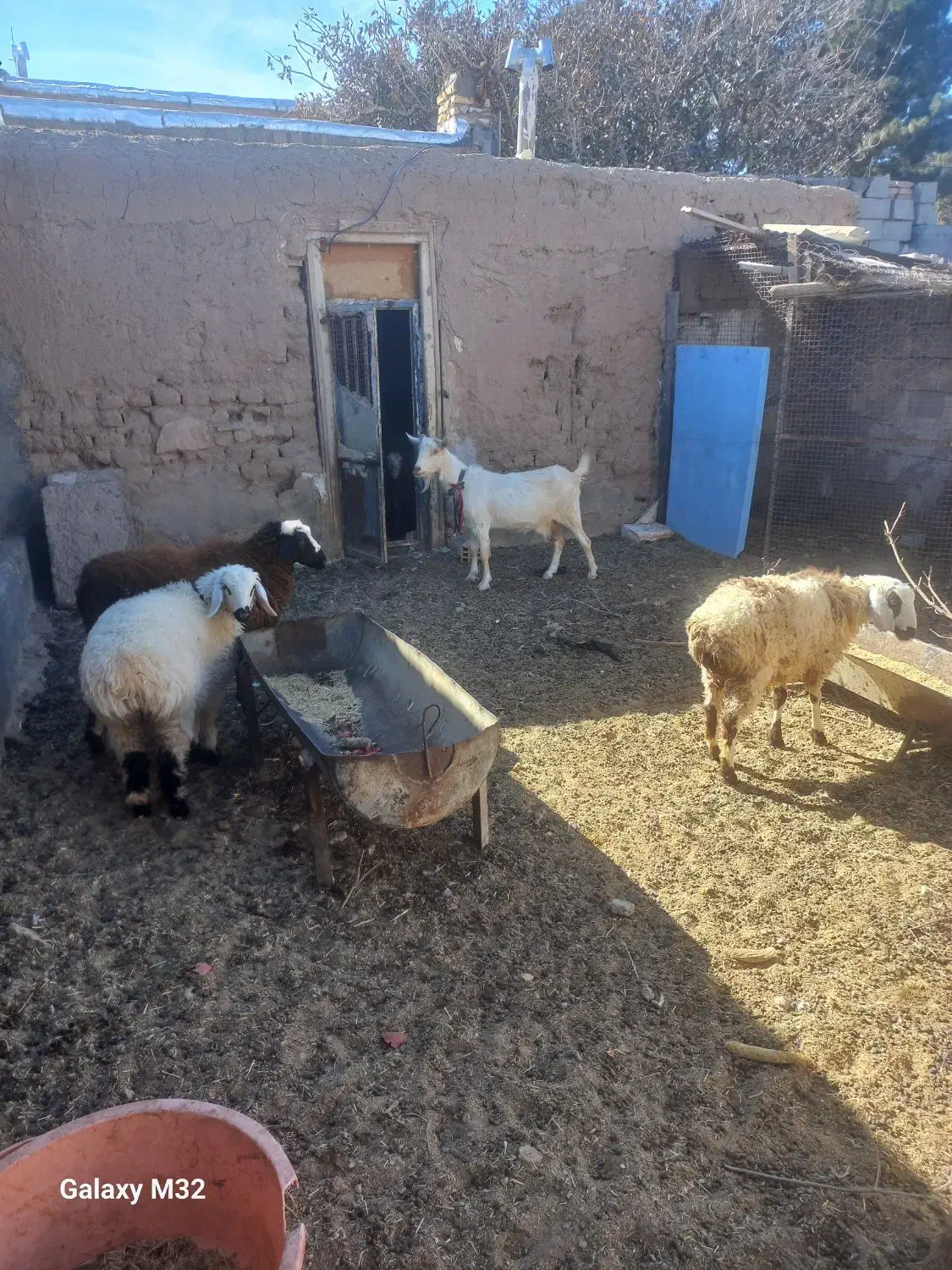 بره ماده سبک وزن|حیوانات مزرعه|درمیان, |دیوار