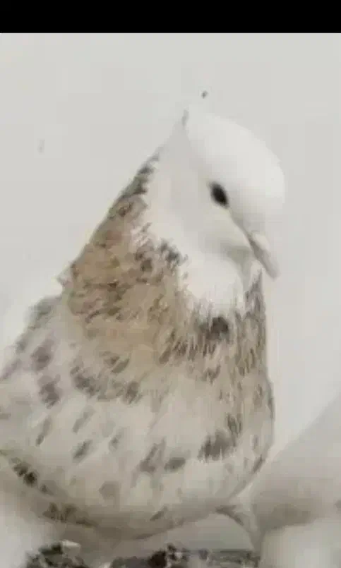 یک جوجه و جوونه|حیوانات|بیرجند, |دیوار