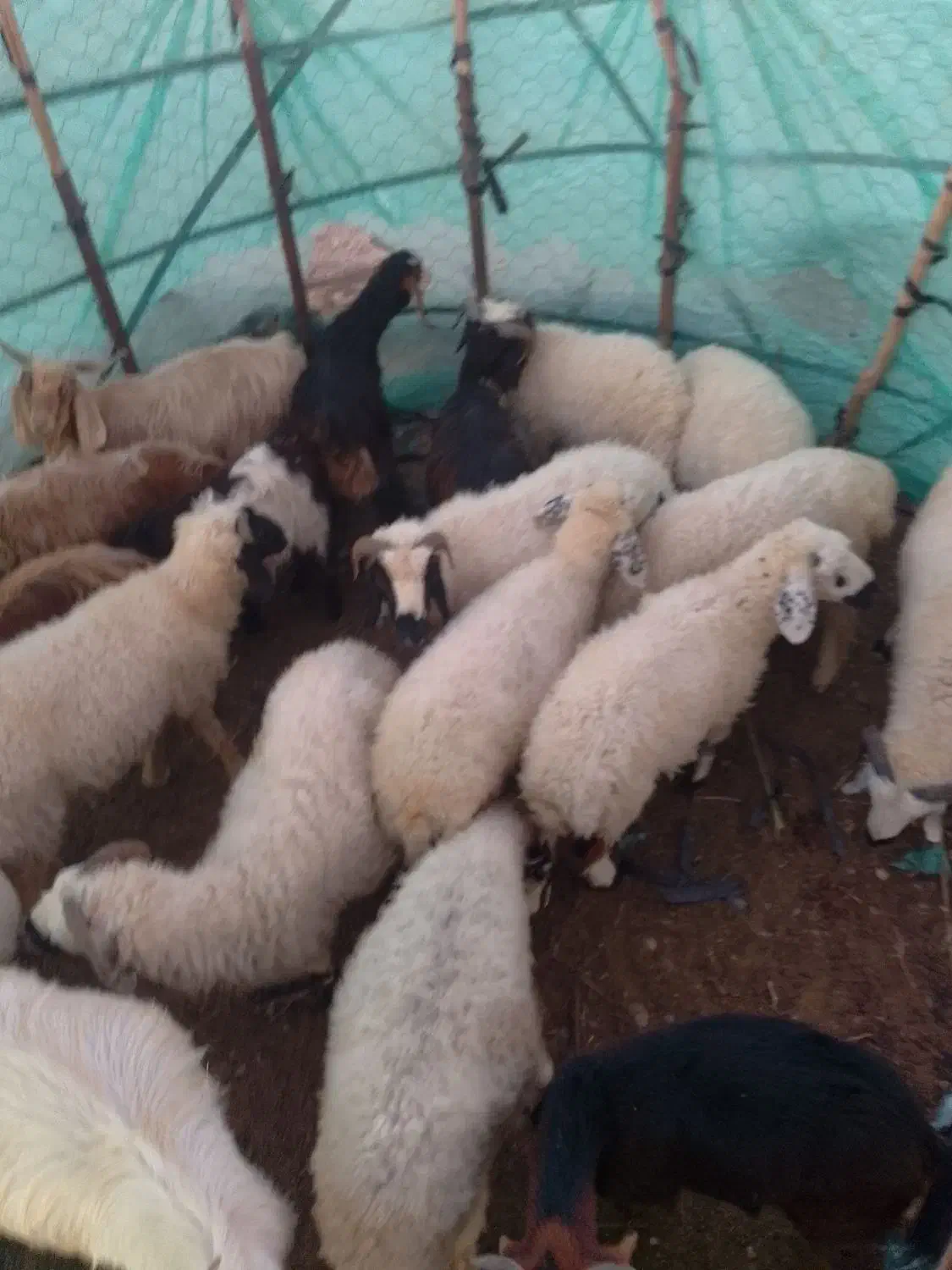 گوسفند|حیوانات مزرعه|رودبار (کرمان), |دیوار