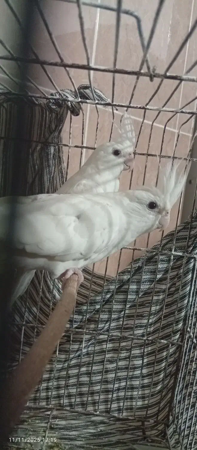 عروس هلندی|پرنده|فاضل آباد, |دیوار