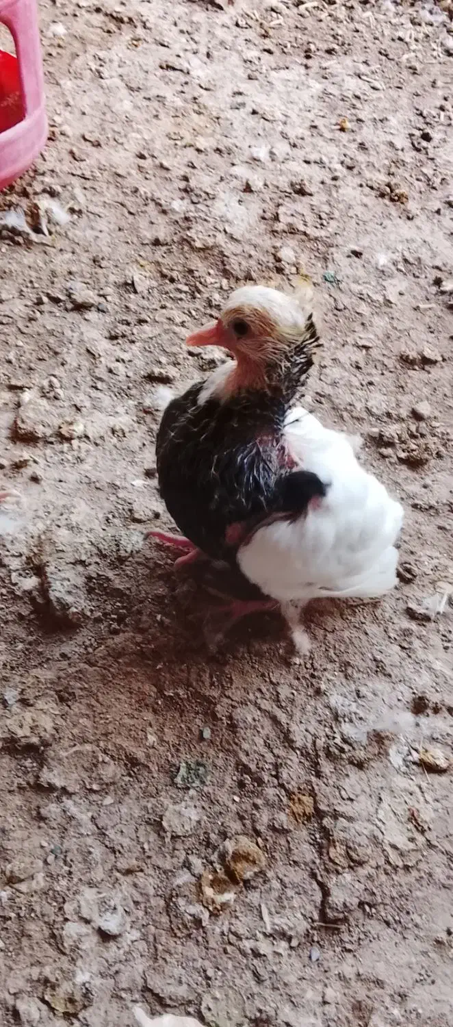 تعدادی کبوتر طوقی.  قیمت مناسب به فروش می‌رسد|پرنده|هلالی, |دیوار