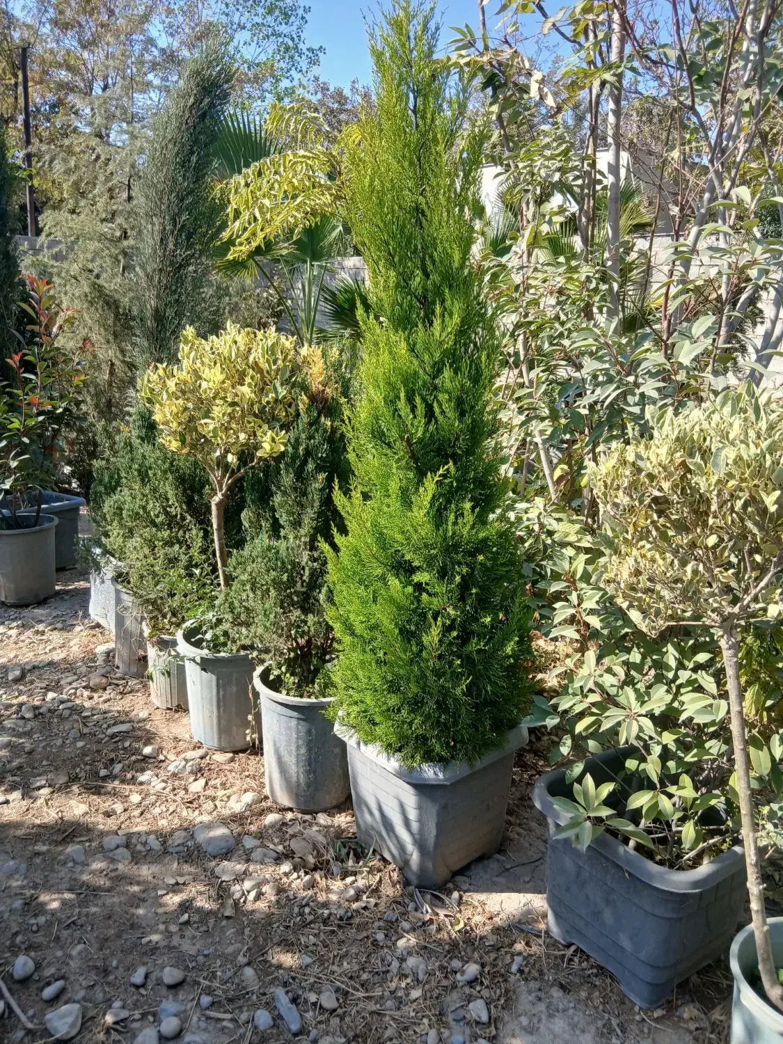 پالم واشینگتن، یاس هلندی، نهال میوه|گل و گیاه طبیعی|شهریار, کردزار|دیوار