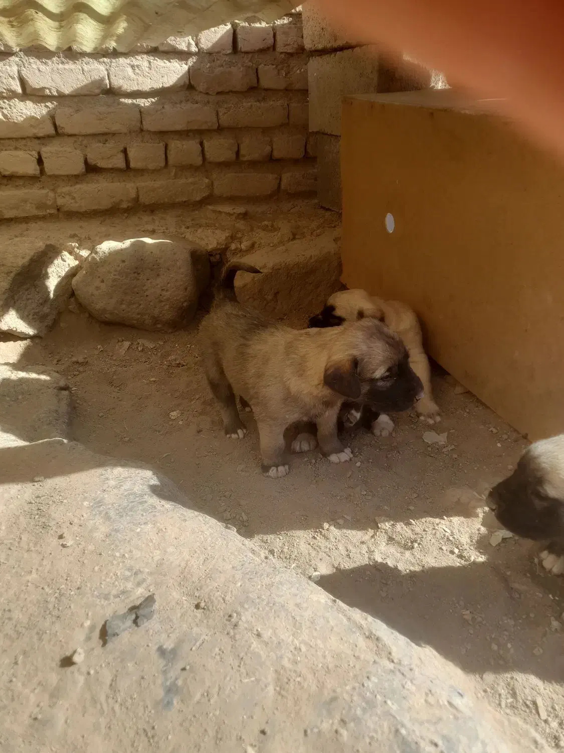 واگزاری|سگ|سراب, |دیوار