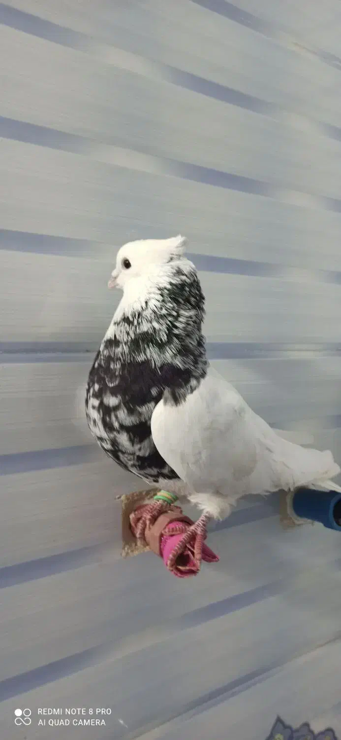 کبوتر|پرنده|کوهدشت, |دیوار