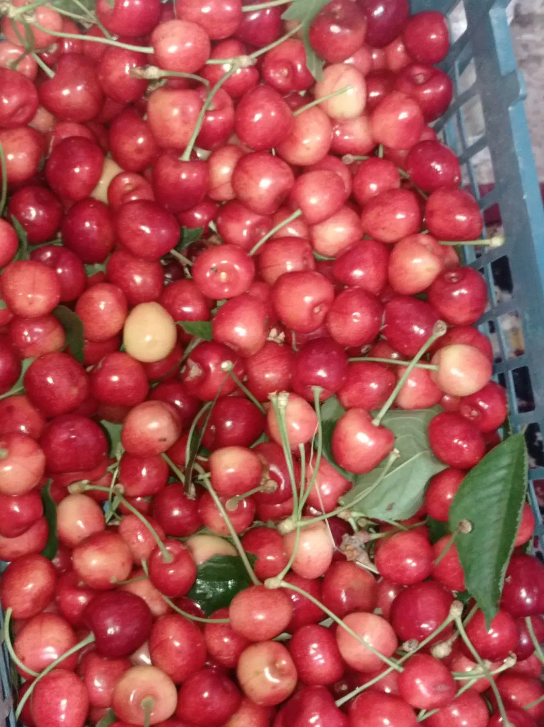 گیلاس|خوردنی و آشامیدنی|باغ حلی, |دیوار
