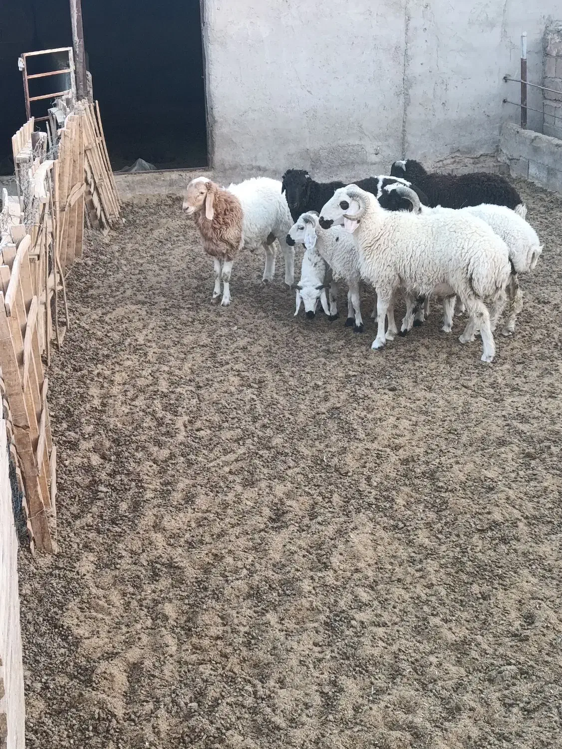 بره و کهره چپش|حیوانات مزرعه|کرمان, |دیوار