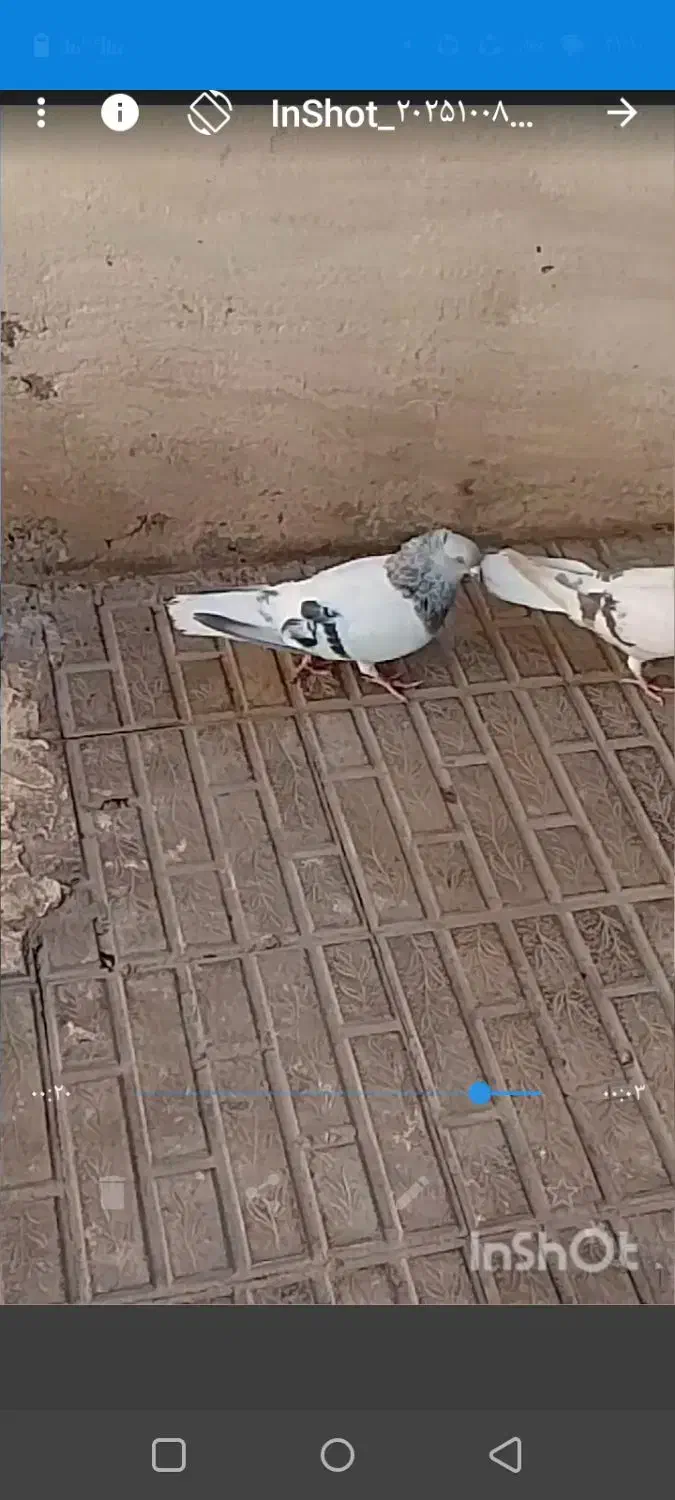 کفتر سبز دم سفید|پرنده|کرمان, |دیوار