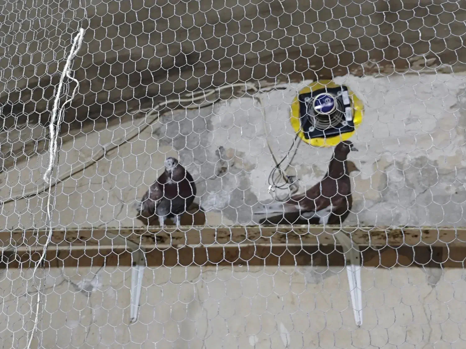 چند تا کفتر خوب|پرنده|قم, حاج زینل|دیوار