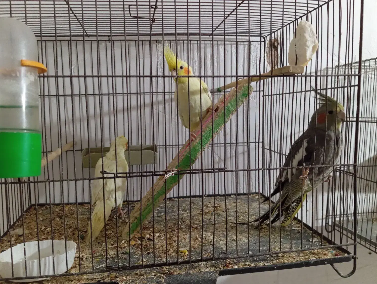 عروس هلندی|پرنده|اهواز, کوی فرهنگیان ۲|دیوار