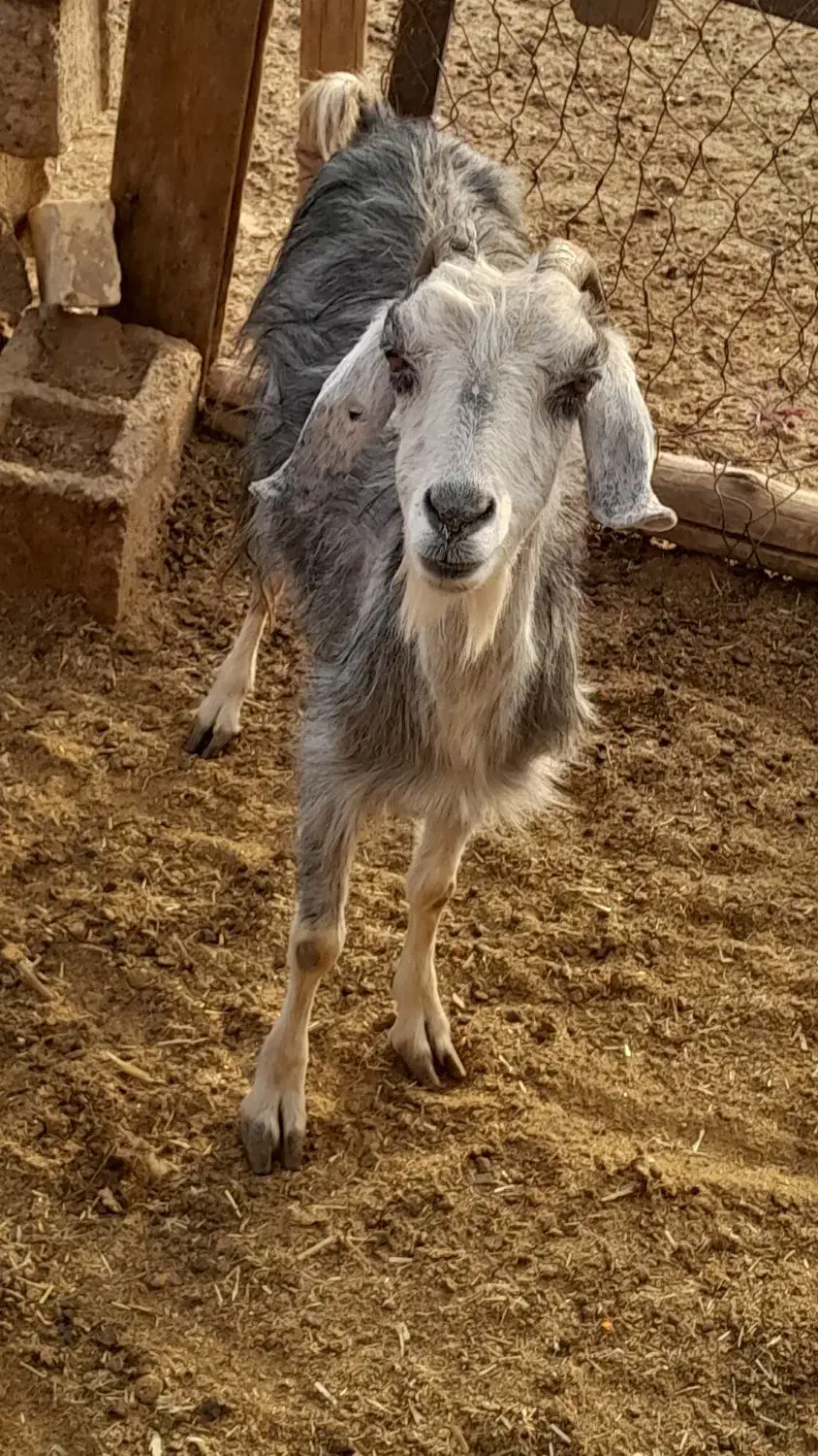 بزکهره دار ومیش بره دار وبزخشک|حیوانات مزرعه|مرودشت, ده بید|دیوار