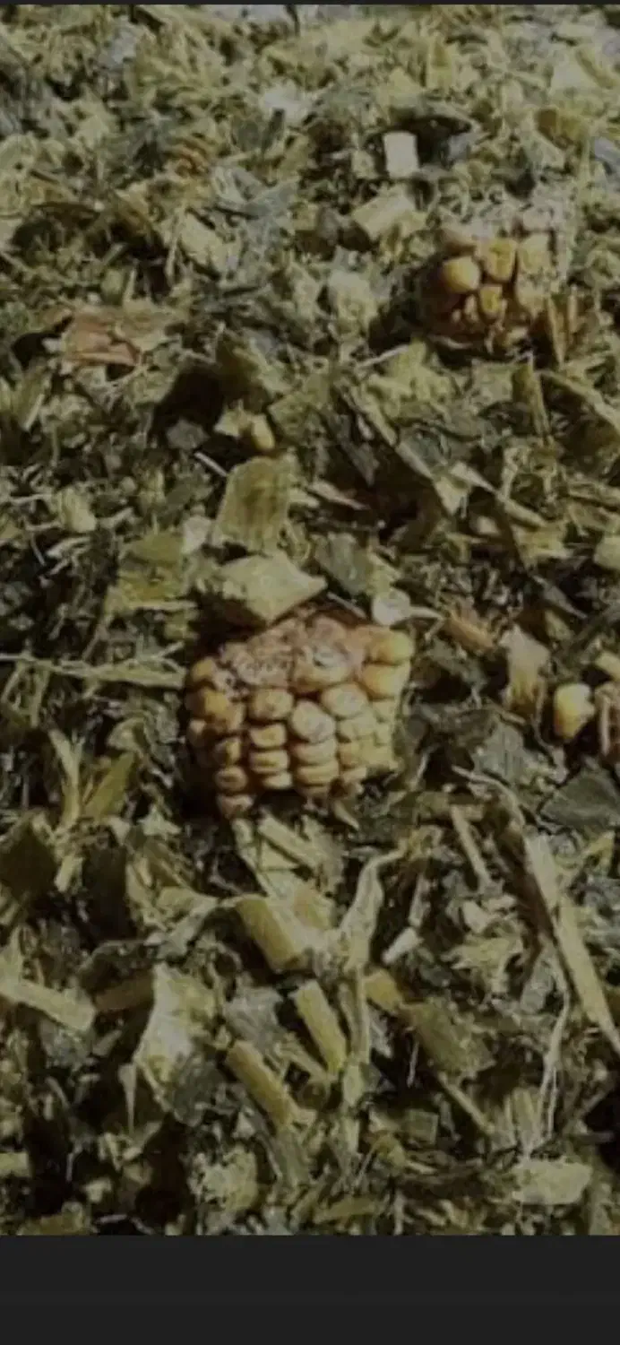 ذرت علوفه|عمده‌فروشی|کنگاور, |دیوار