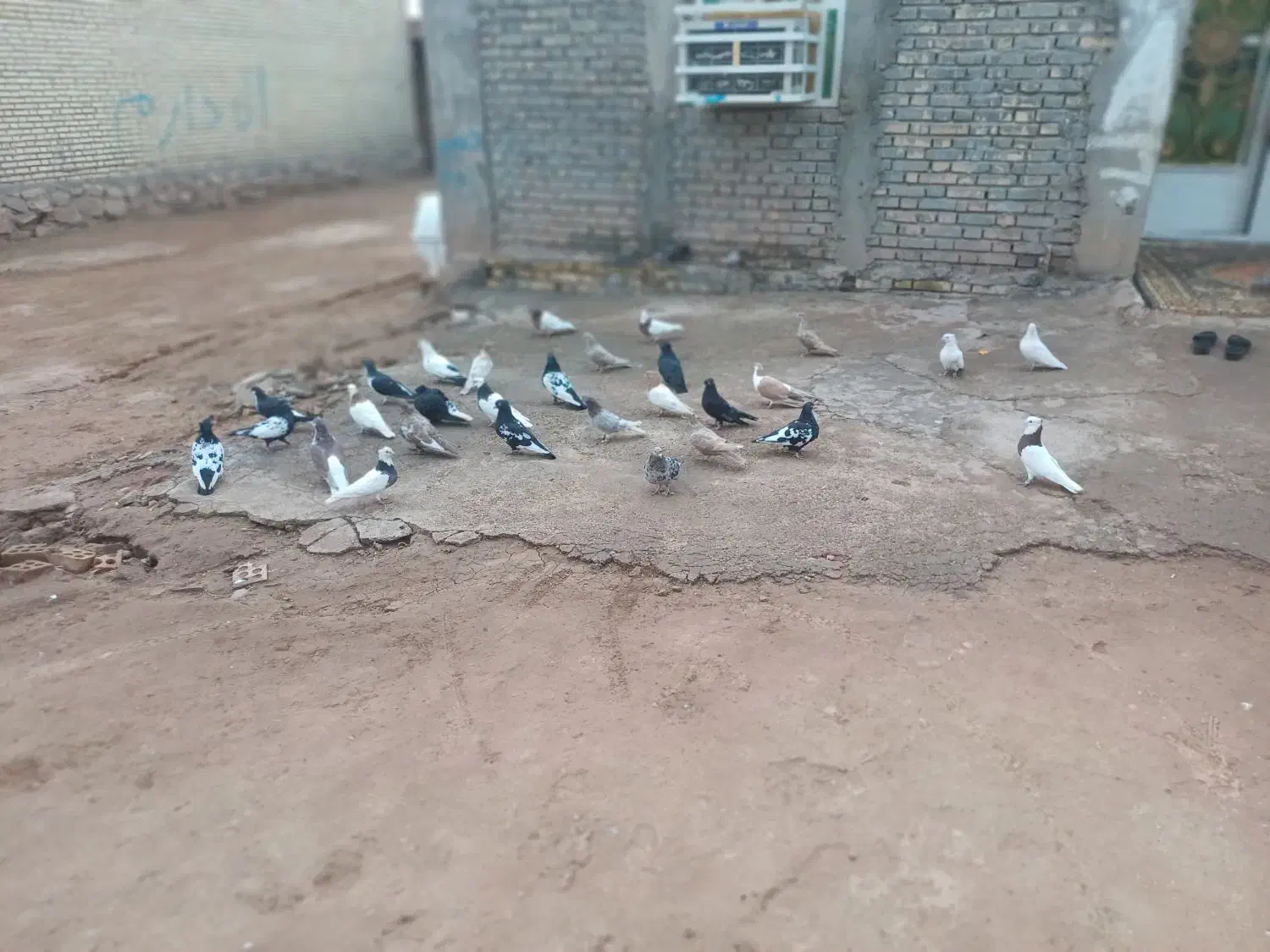 شوش عبدالخان سده شاوور اهودشت|پرنده|کرخه, |دیوار