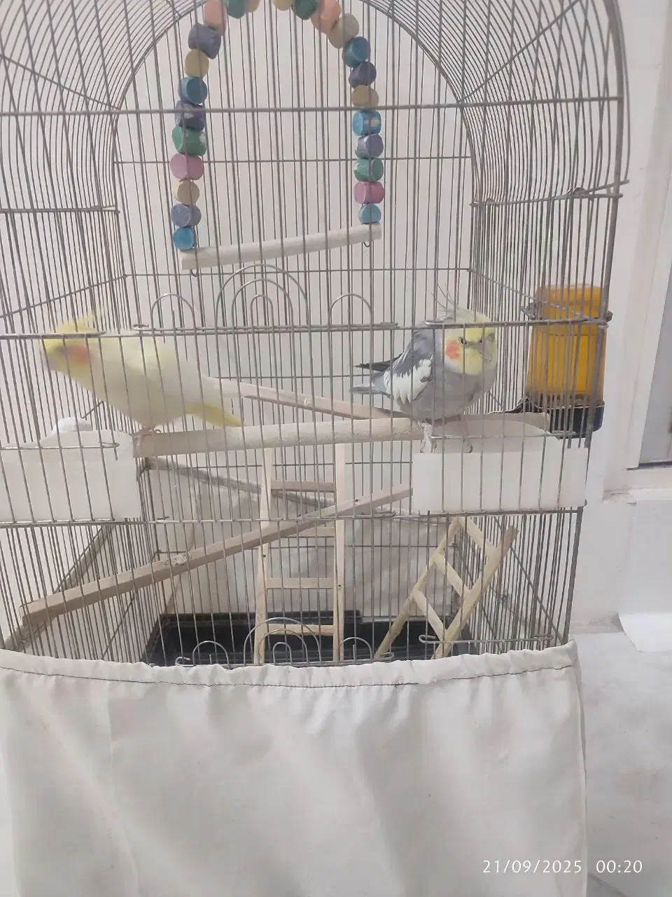 عروس هلندی|پرنده|تهران, مسعودیه|دیوار