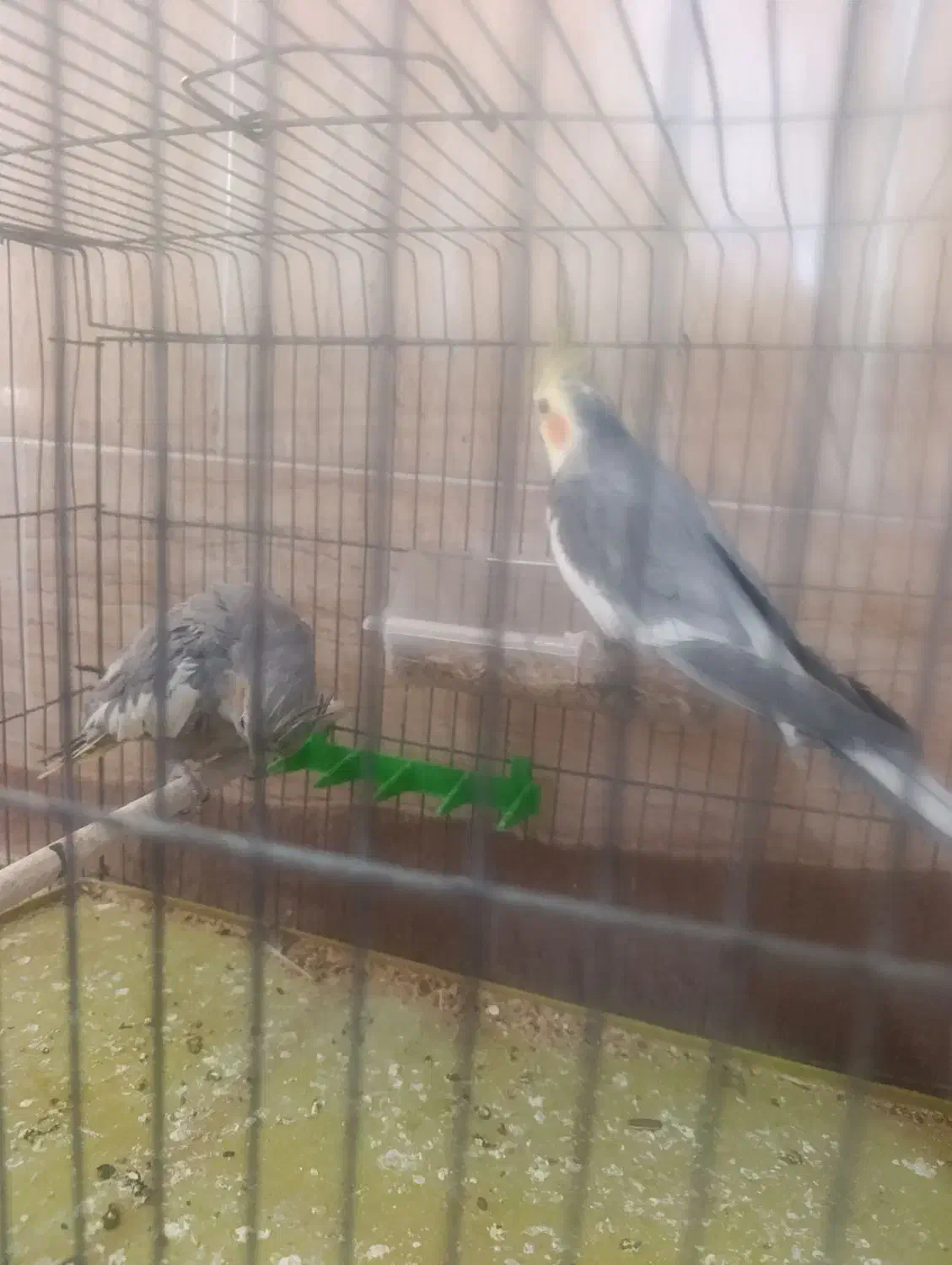 عروس هلندی جفت|پرنده|سیرجان, |دیوار