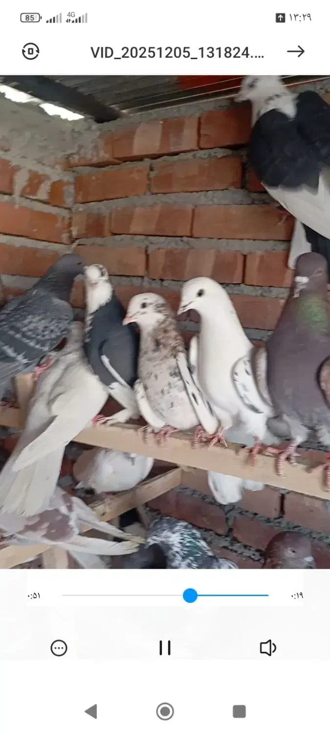 چهل کبوتر|پرنده|نقده, |دیوار