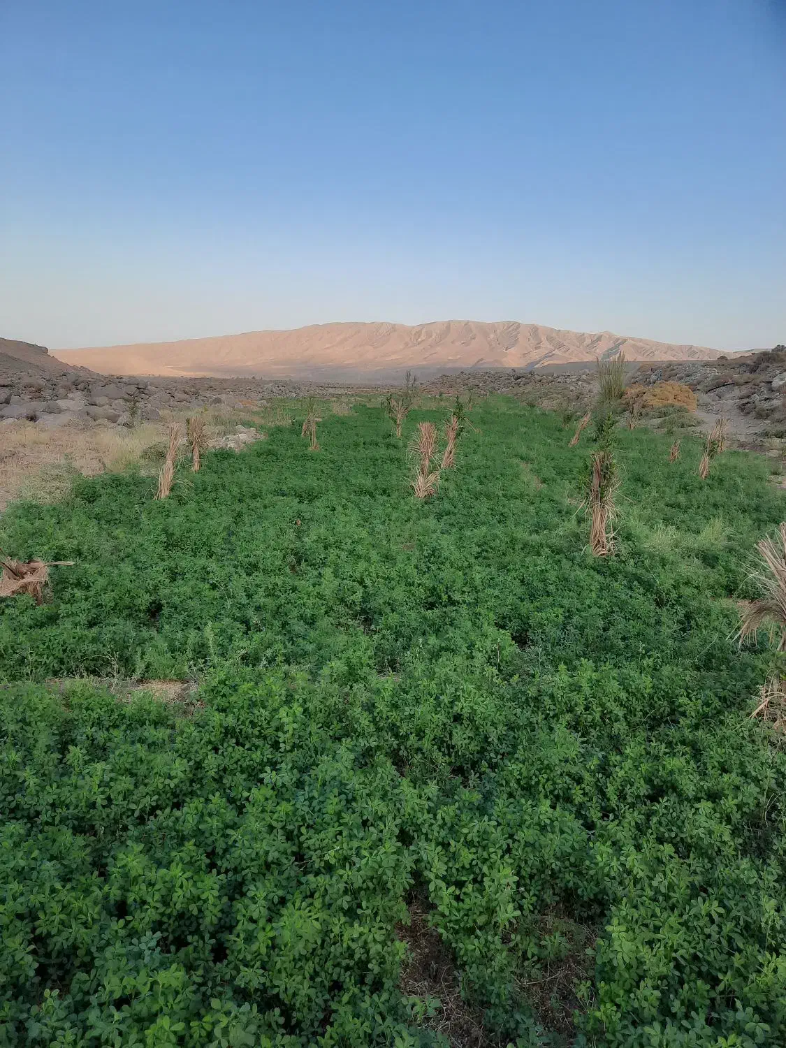 بیده درجه یک منطقه اباد چهل تن منی صدتومن|خدمات باغبانی و درختکاری|نرماشیر, |دیوار