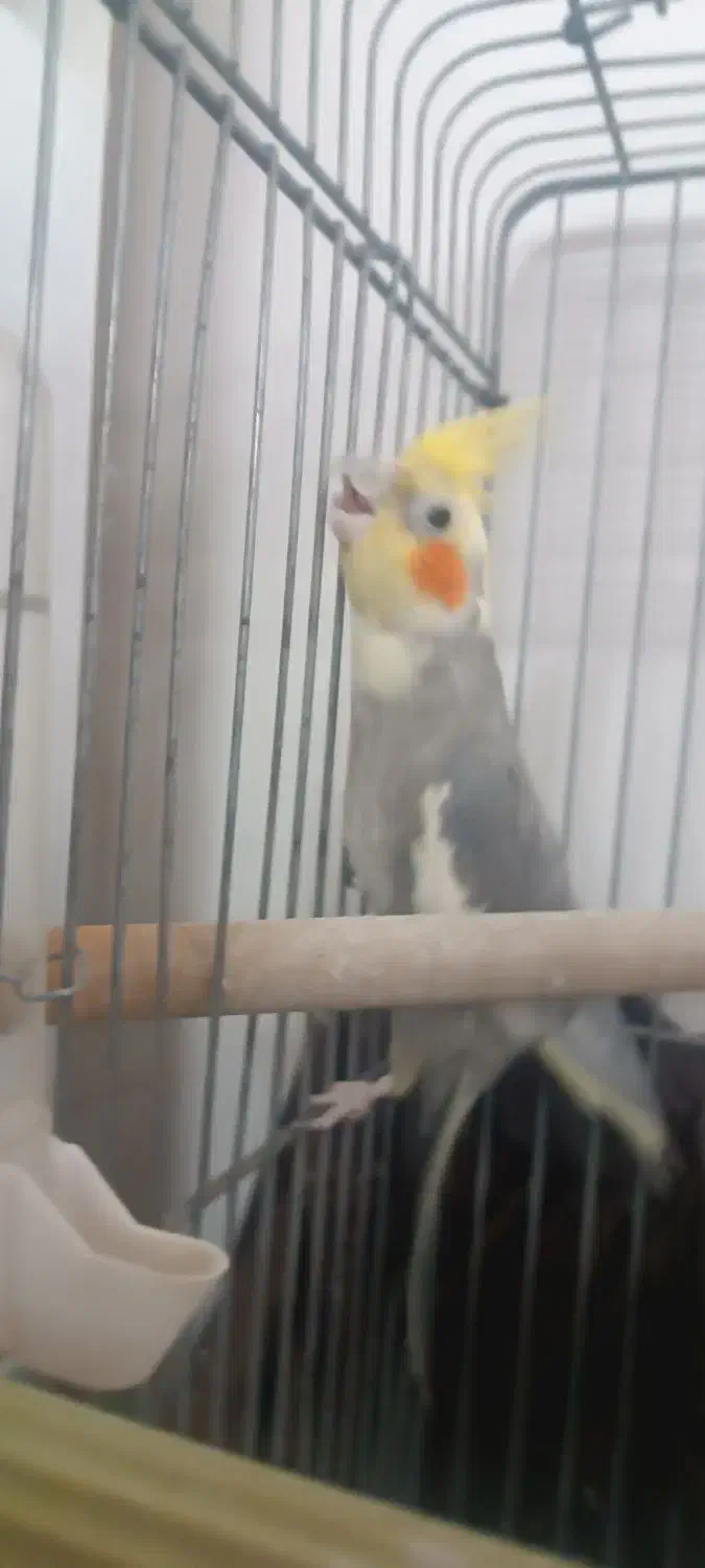 عروس هلندی|پرنده|قم, حاج زینل|دیوار