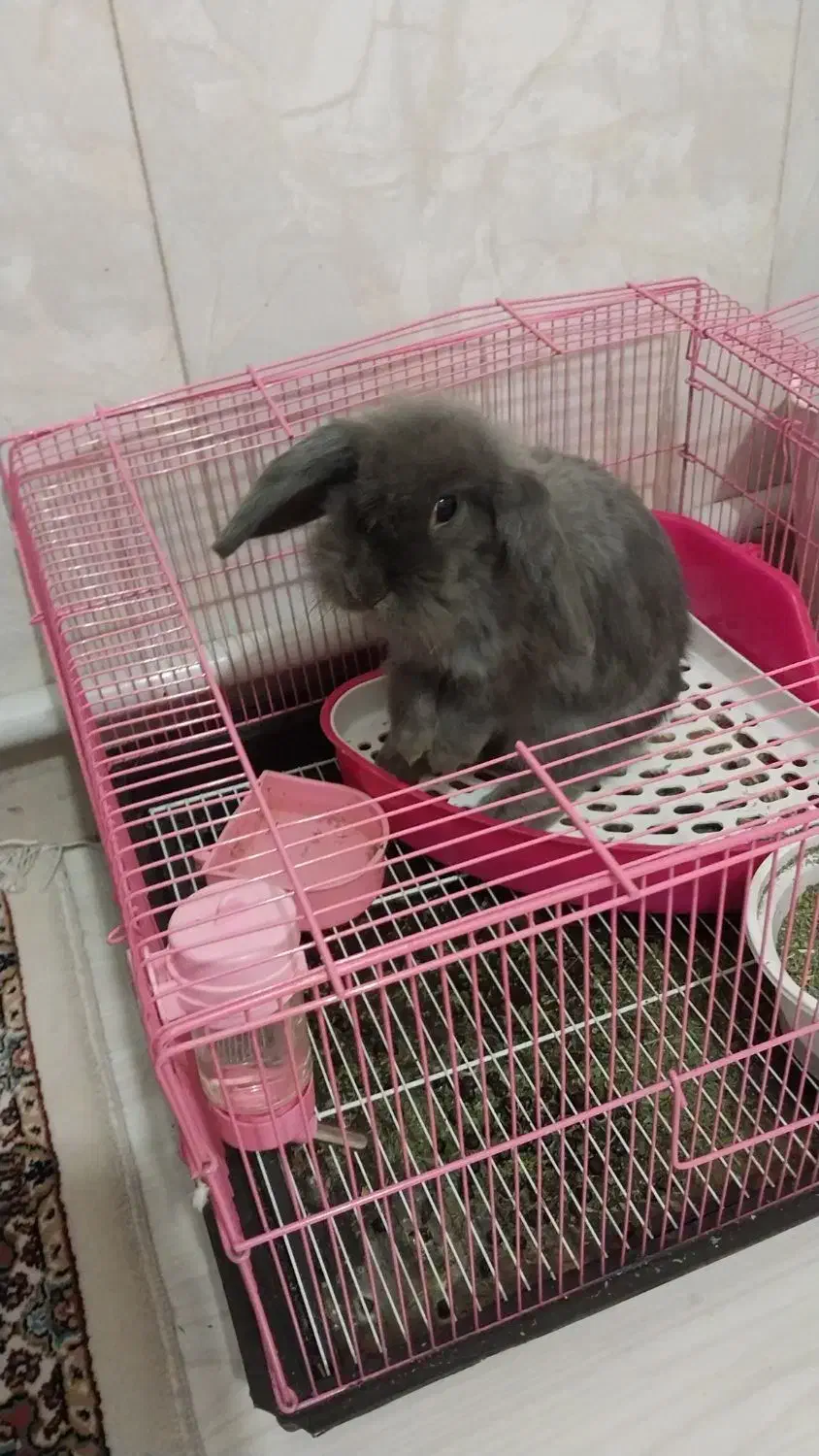 خرگوش لوپ|موش و خرگوش|تهران, دریا|دیوار