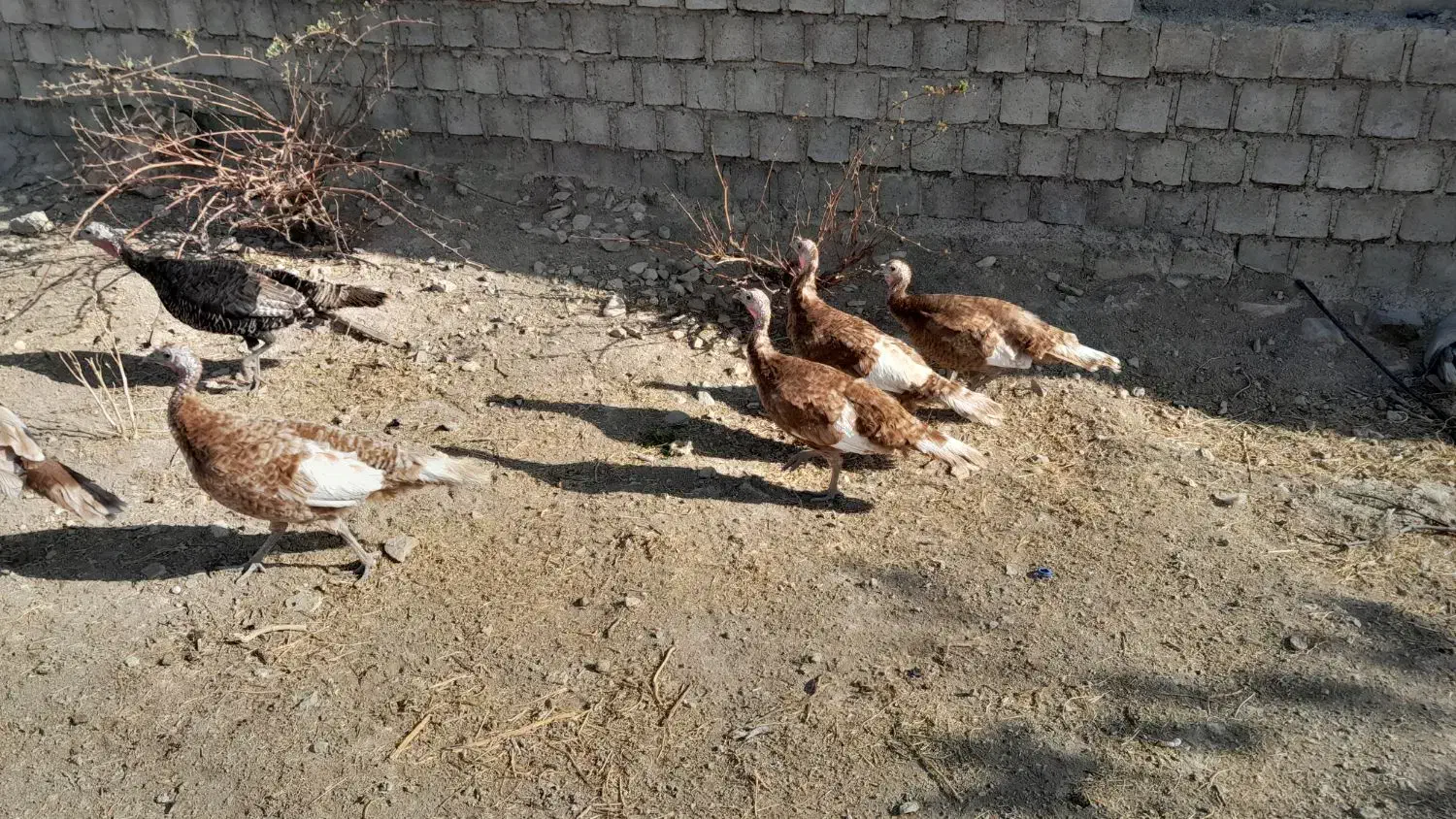 ۱۰عدد بوقلمون ماده محلی و ارگانیک|حیوانات مزرعه|بوکان, |دیوار