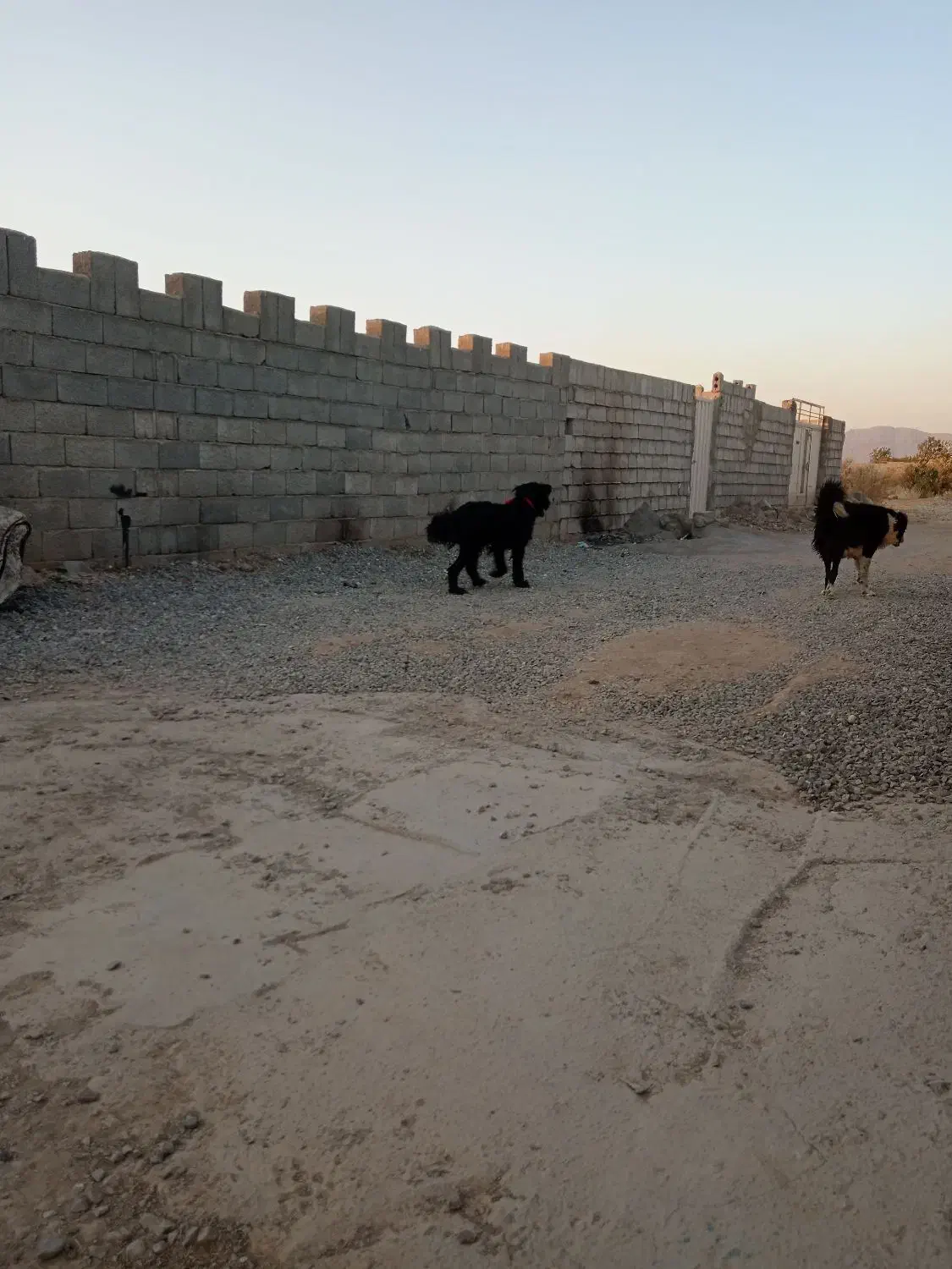 سگ گله جنوری آدمی همچی ب شرط|سگ|اصفهان, دانشگاه افسری امیرالمومنین|دیوار