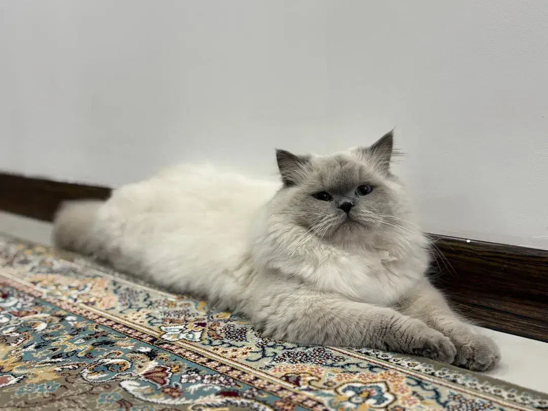 میکس بریتیش پرشین|گربه|ری, دولتآباد|دیوار