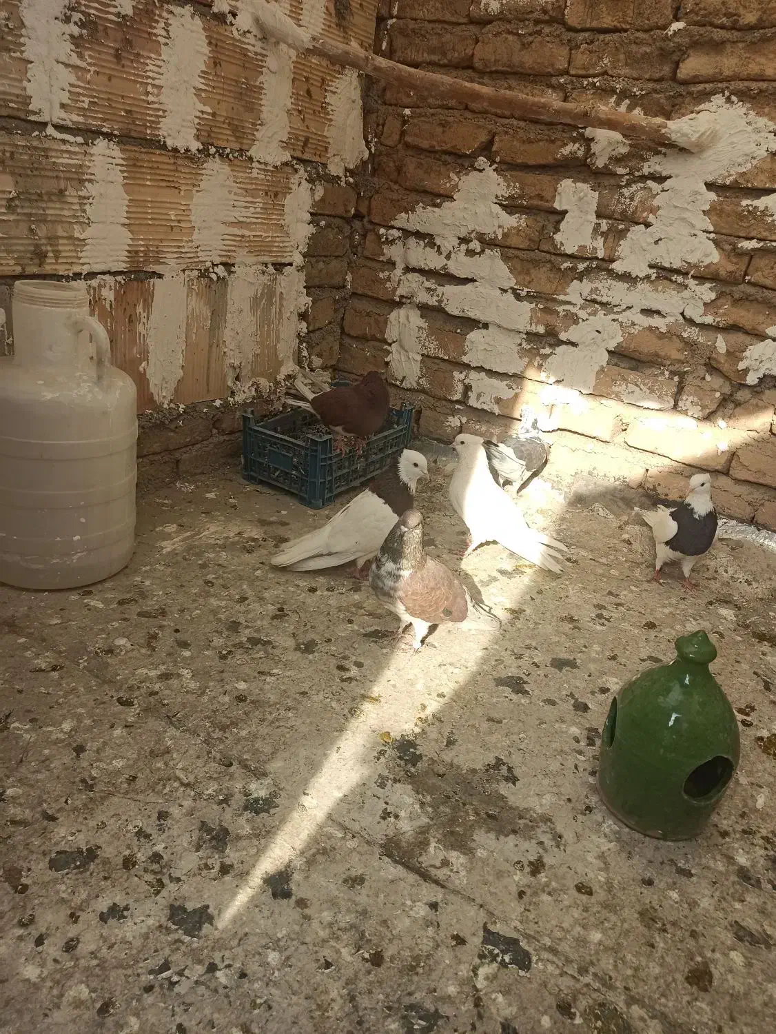 یک جفت طوقی|پرنده|قرچک, صالح آباد|دیوار